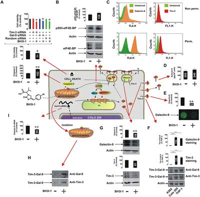 Mitochondrial Defunctionalization Supresses Tim-3-Galectin-9 Secretory Pathway in Human Colorectal Cancer Cells and Thus Can Possibly Affect Tumor Immune Escape